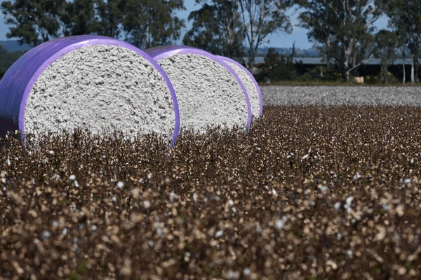 cotton crop ready harvest byee 600nw 2632488391