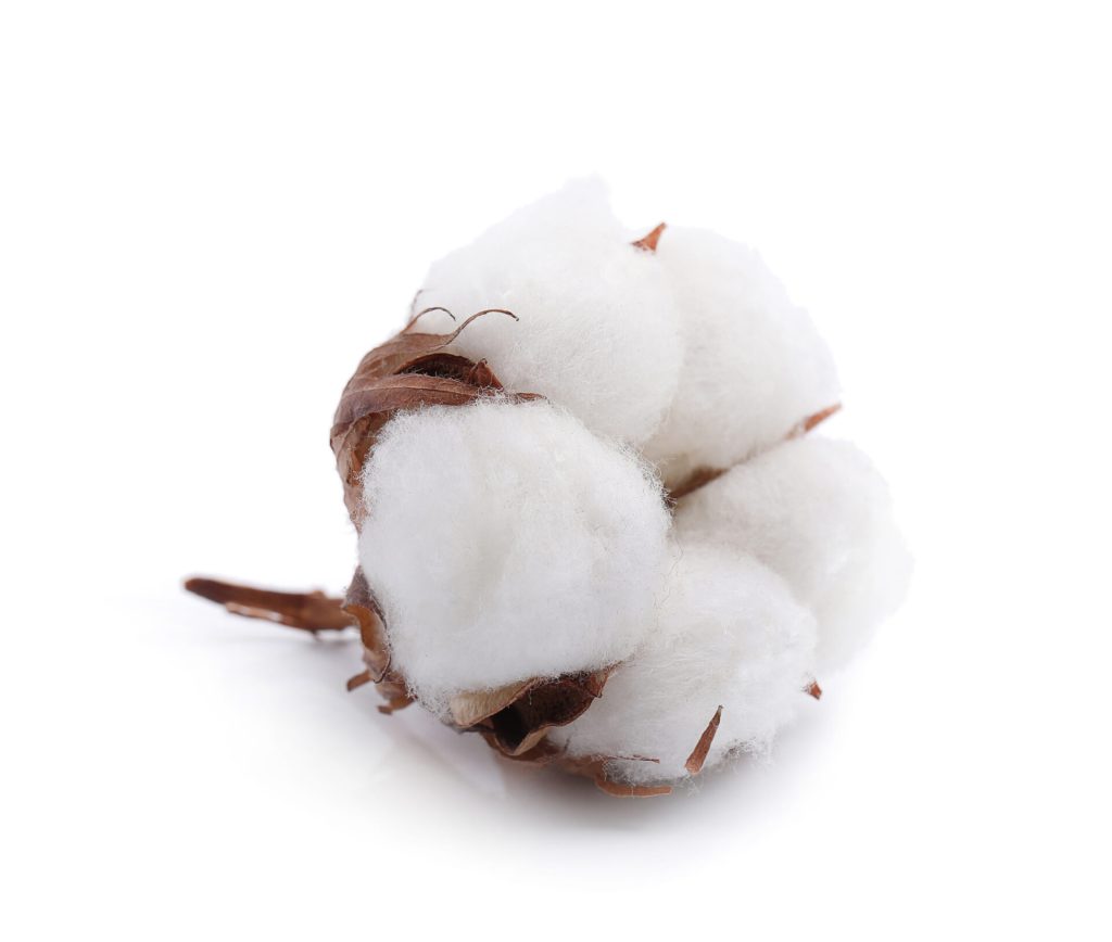"MZ Cotton Company